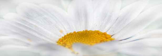 chrysanthemum-white-flower-yellow-38285.jpeg